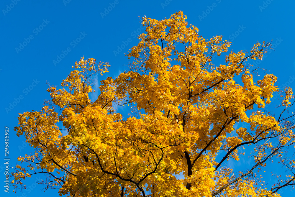 Beautiful and bright autumnal trees. Autumn colors. Beautiful and bright autumnal trees. Autumn colors.