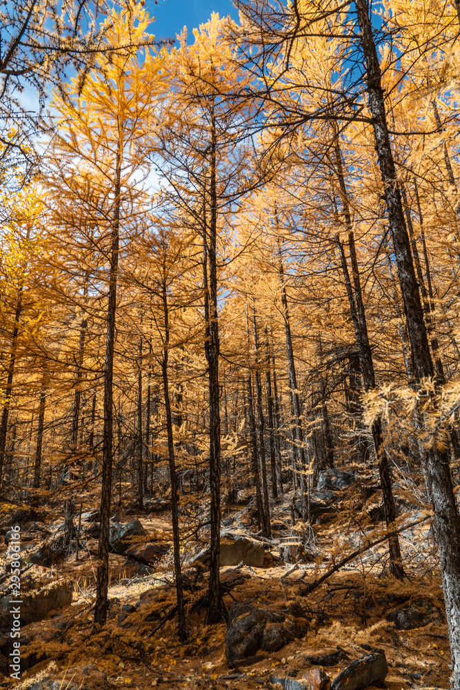 Fototapeta premium trees with yellow and green foliage against the sky