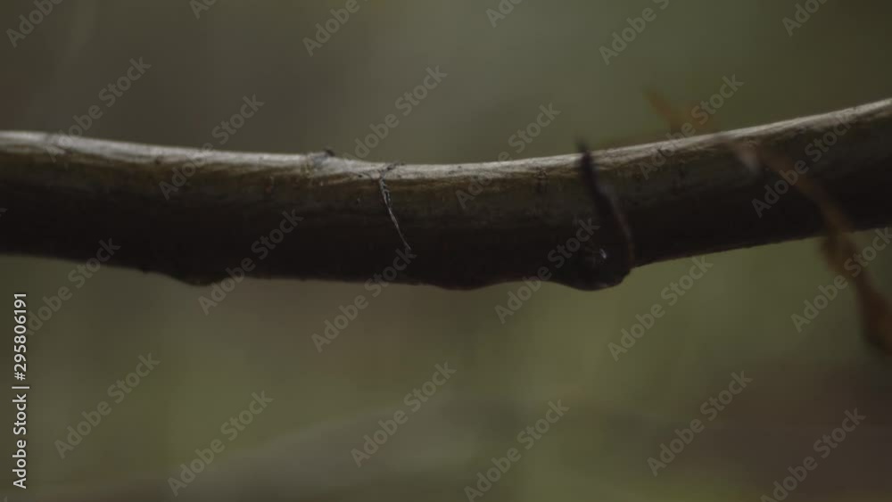 Small raindrop falling of tree branch
