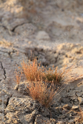 grass on the ground