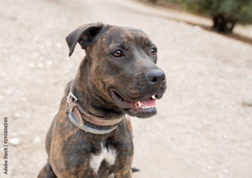 Portrait of old big staffordshire bull terrier dog in the park Portrait of old big staffordshire bull terrier dog in the park