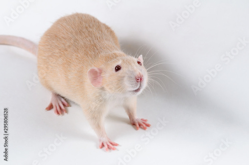 Warm rat red color on a white background
