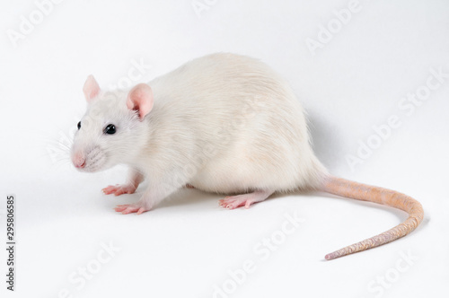 A white decorative rat stands in profile on a white background