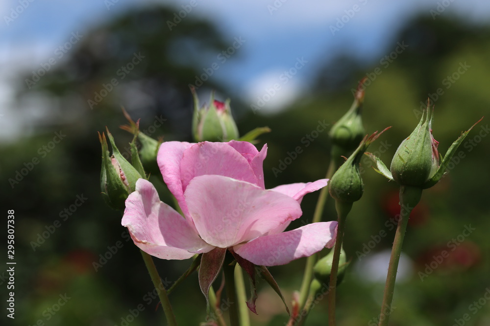 薔薇 ばら コティヨン 薔薇 ばら コティヨン