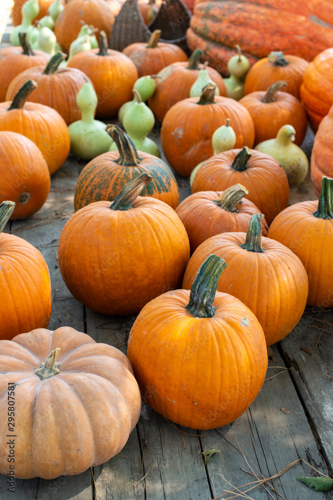 Variety of many pumpkins on the market. Different types pumpkins arranged Variety of many pumpkins on the market. Different types pumpkins arranged