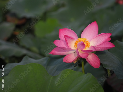 Plantae   Indian  Sacred Lotus  Bean of India  Nelumbo  NELUMBONACEAE name flower in pound Large flowers  oval buds Pink tapered end  center of the petals are bloated