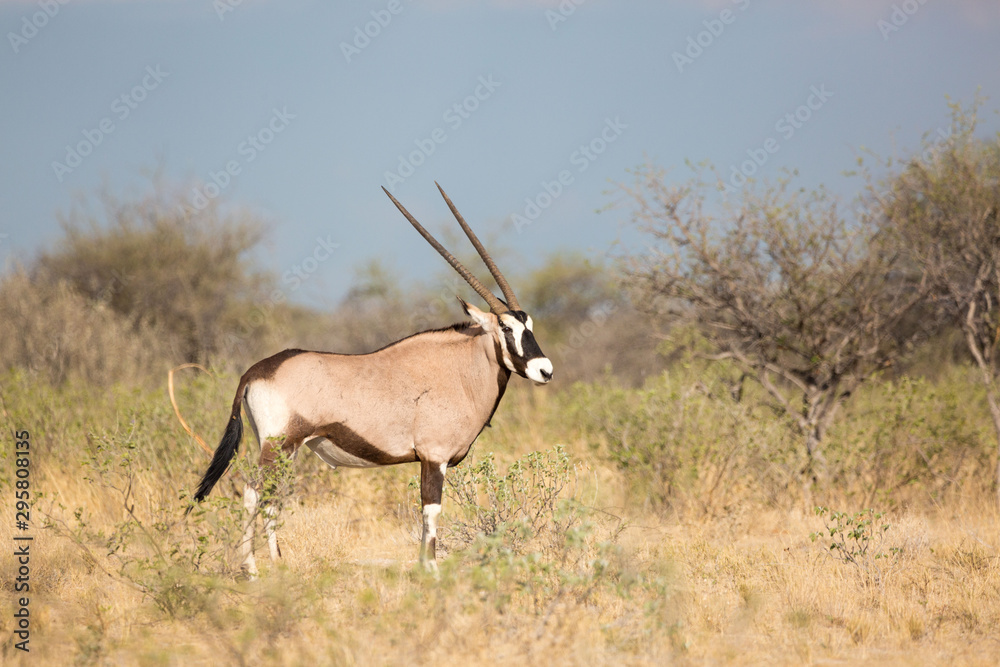 Naklejka premium Single oryx standing in the steppe, Etosha, Namibia, Africa