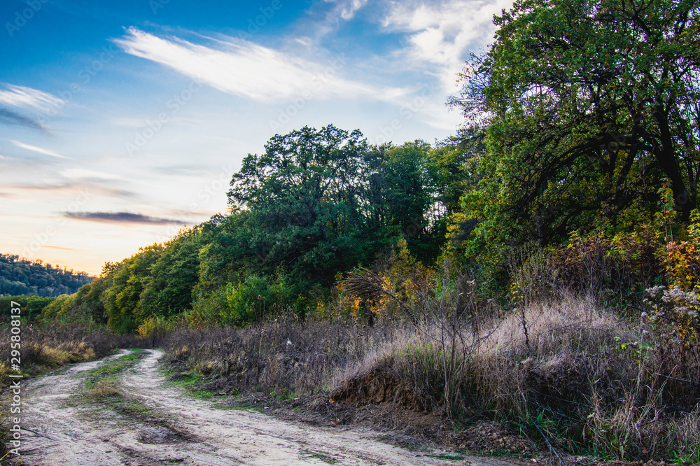 road in the forest, nature landscape with countryside road road in the forest, nature landscape with countryside road
