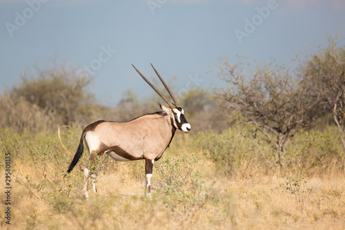 Single oryx standing in the steppe, Etosha, Namibia, Africa