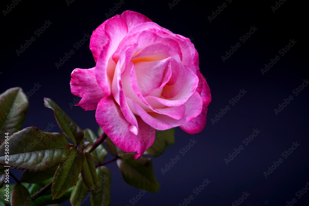 Single white with red border rose on dark background. Studio photo Single white with red border rose on dark background. Studio photo