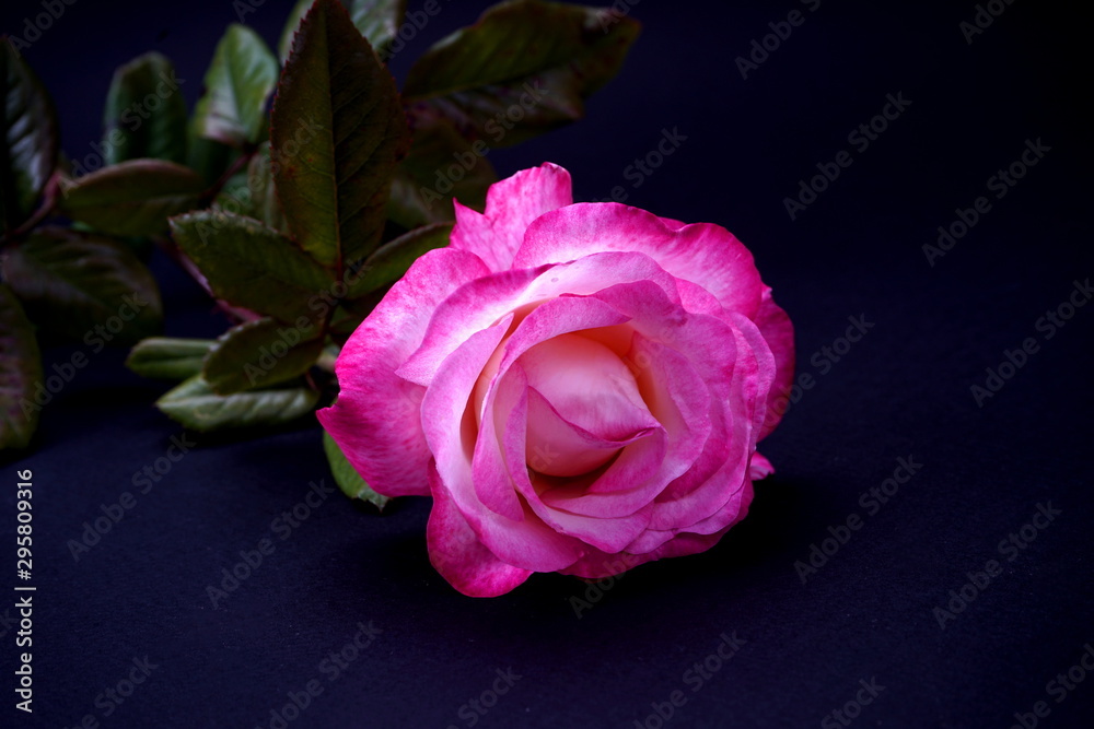Single white with red border rose on dark background. Studio photo Single white with red border rose on dark background. Studio photo