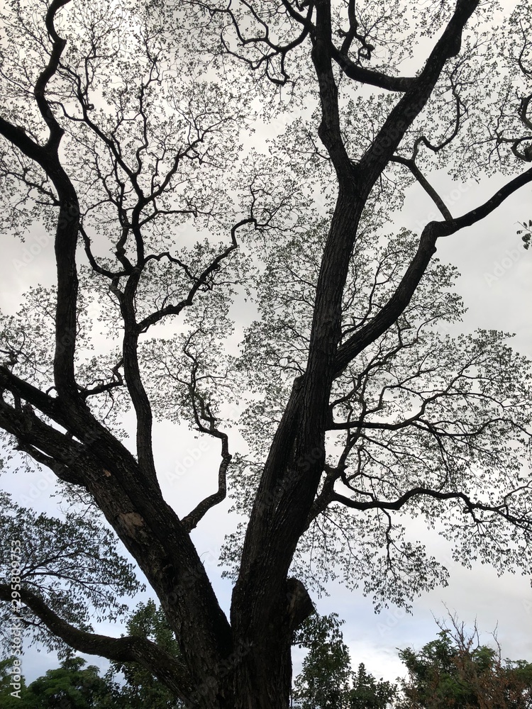life of tree life of tree