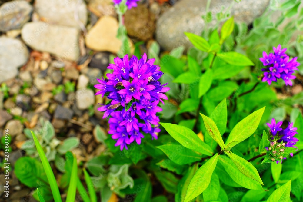 庭の紫の小花 庭の紫の小花