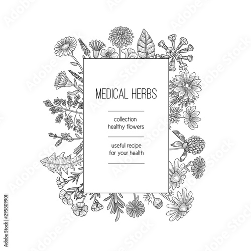 Herbs frame. Herbal background design for spa medical concept nature herbs plants hand drawn vector template. Illustration herb medical, natural organic herbal