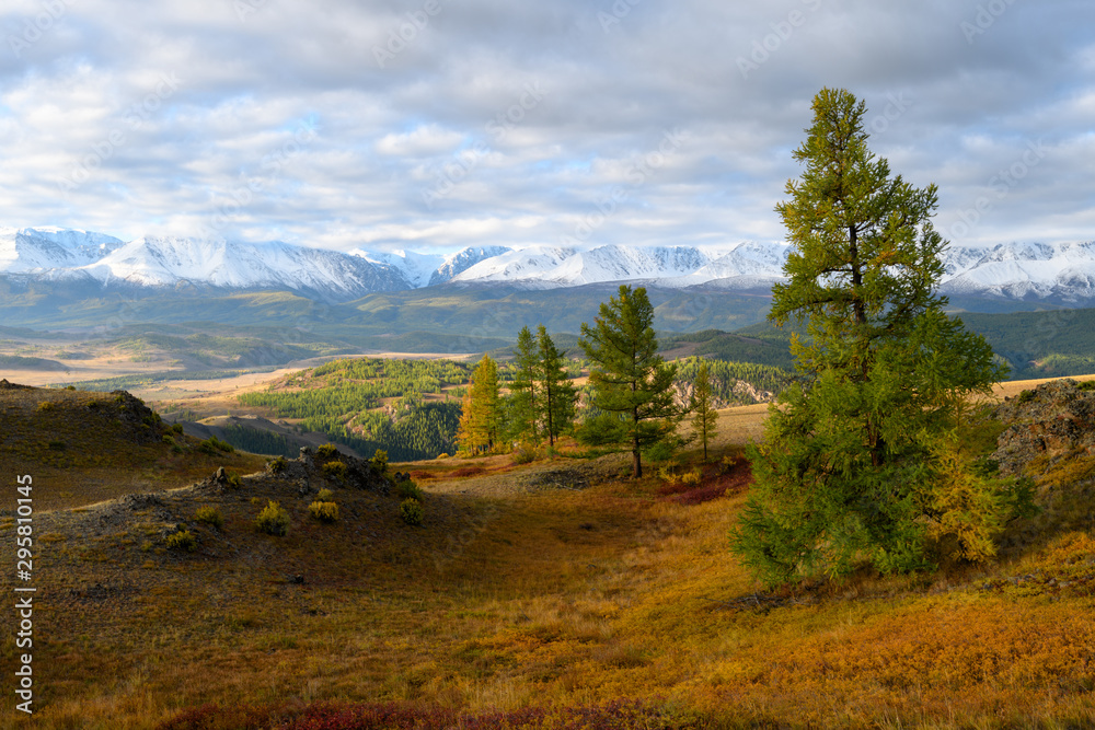 Amazing Altai nature landscape of Kurai steppe with larch trees line, incredible mountain ice peaks of Siberia and cloudy blue sky. Natural scenery of autumn mountain pine forest. Altai, Siberia.