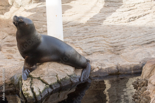 beautiful seals in their natural habitat