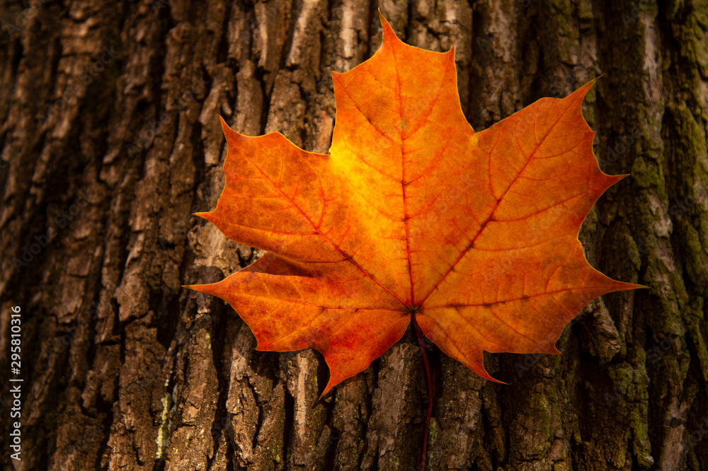 single yellow orange maple autumn leaf on tree trunk textured nature background