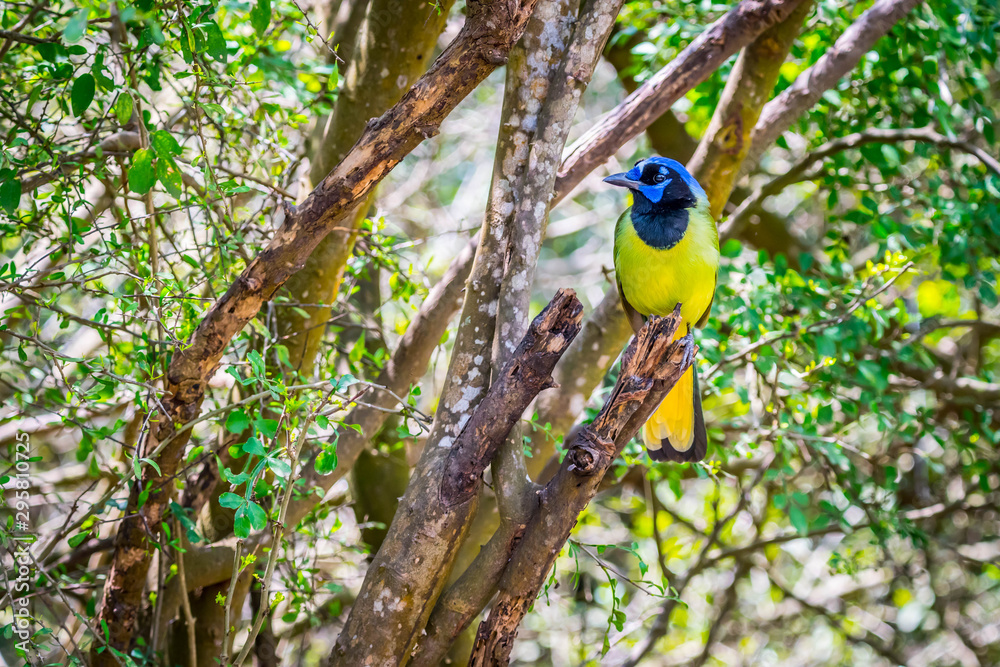 A Green Jay in Laguna Atascosa NWR, Texas A Green Jay in Laguna Atascosa NWR, Texas