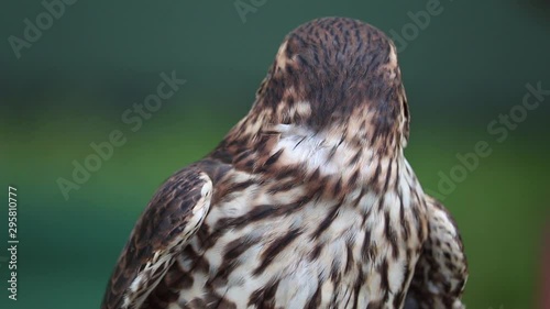 Merlin falcon bird of pray