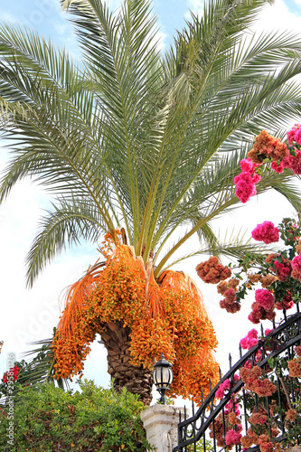 exotic fruit palm tree photo