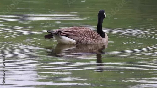 Canada Goose Bird Isolated preening on water with ripples In Rain