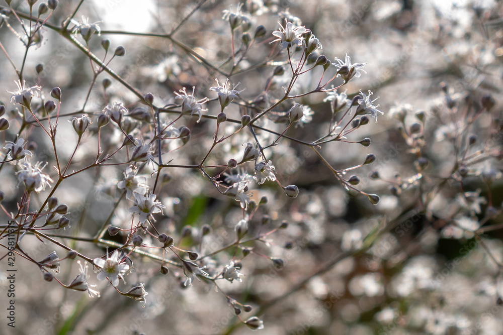 White meadowsweet flower(Filipendula ulmaria) or mead wort, close-up and focus on foreground. The flowers are small and numerous. White meadowsweet flower(Filipendula ulmaria) or mead wort, close-up and focus on foreground. The flowers are small and numerous.