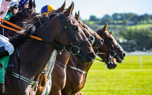Fototapet Close up on Race horses lined up for the race start