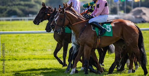 Fotografi Race horses and jockeys lined up for the race start