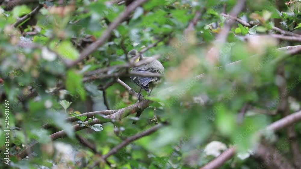 Fledgling Blue Tit bird preening in bush Fledgling Blue Tit bird preening in bush