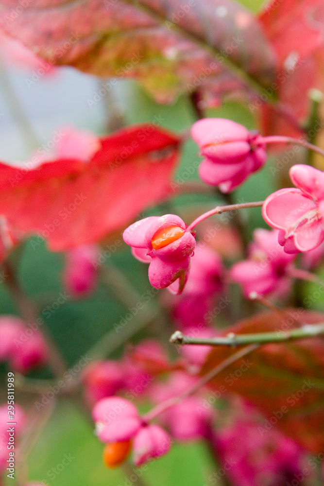 Obraz premium Pfaffenhütchen 5