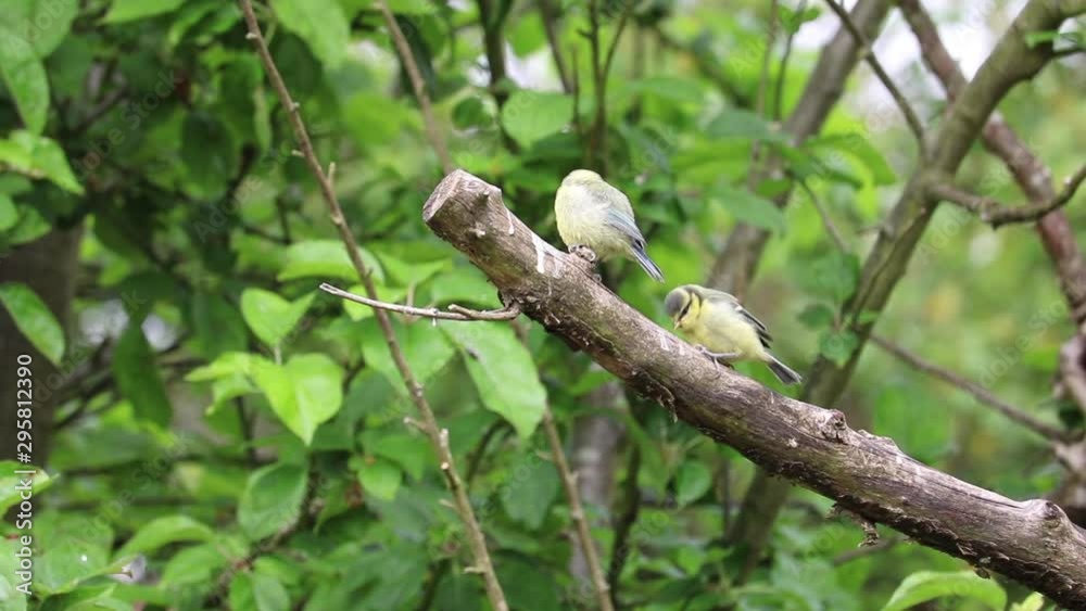 Two cute fledgling blue tit birds pecking at dead branch in apple tree Two cute fledgling blue tit birds pecking at dead branch in apple tree