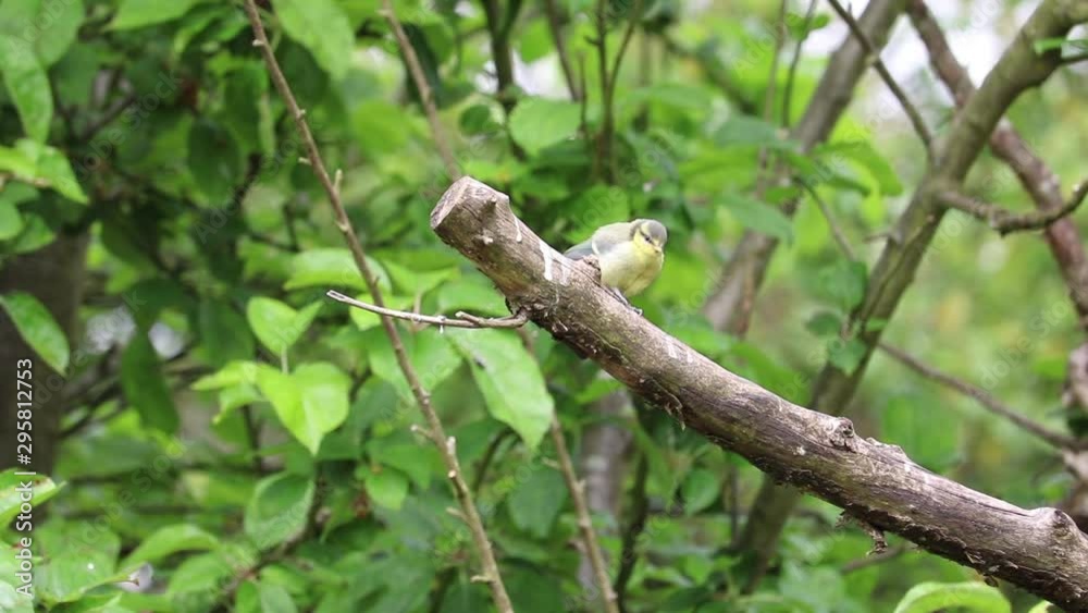 Cute fledgling blue tit pecking at dead branch in apple tree Cute fledgling blue tit pecking at dead branch in apple tree