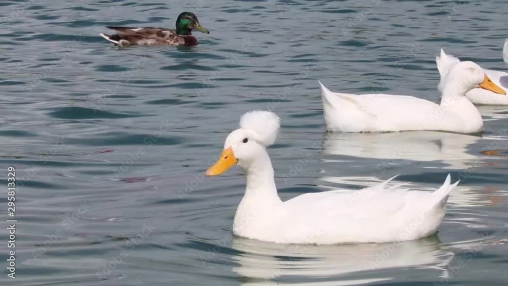 Crested White Duck close up with crests preening on water Crested White Duck close up with crests preening on water