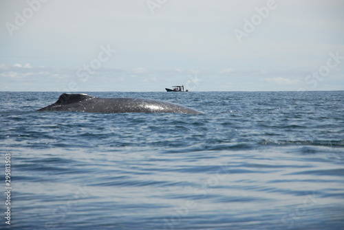 Observation baleines