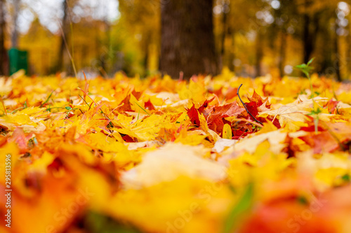 Yellow autumn leaves on the ground. Red and orange autumn leaves background.
