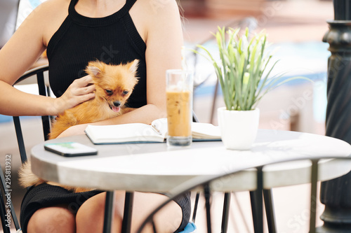 Cute small dog enjoying being petted by young woman sitting at cafe table