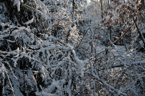 Winter Forest seasons