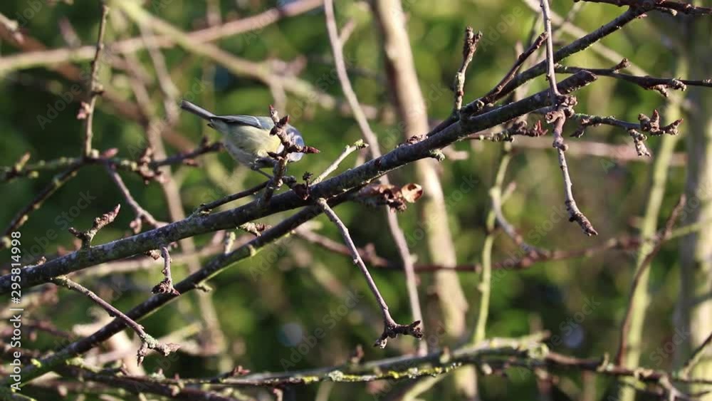 Blue Tit Song Bird feeding in apple tree Blue Tit Song Bird feeding in apple tree