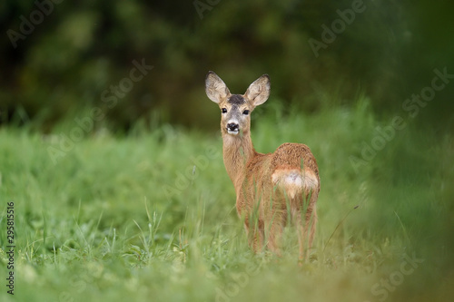 Roe deer fawn