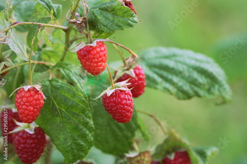 Branch of ripe raspberries in garden. Red sweet berries growing on raspberry bush in fruit garden.