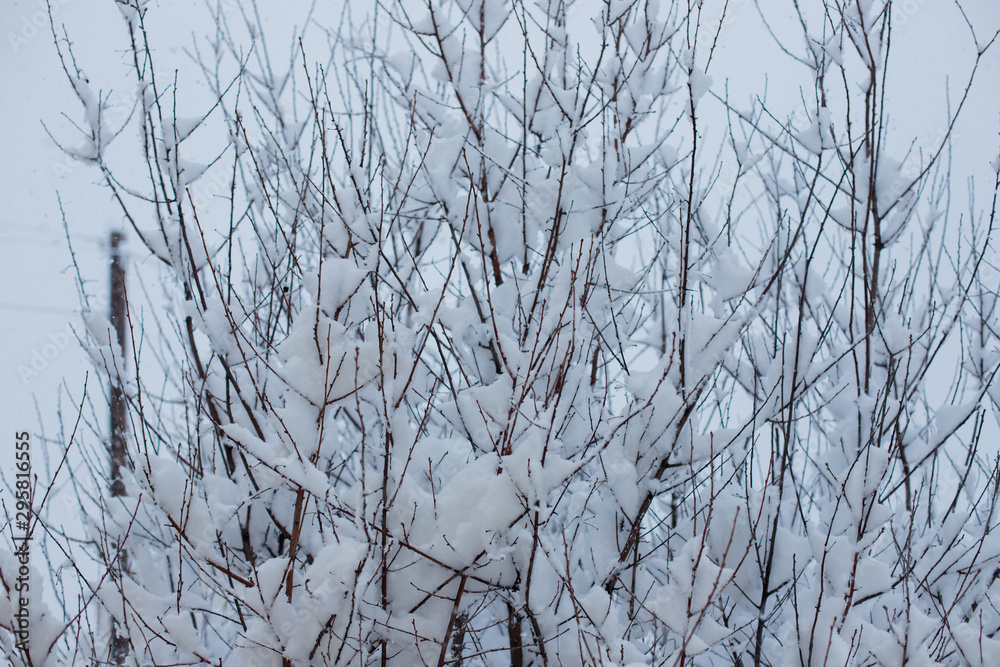 Obraz premium tree in the snow. fall asleep with snow. winter trees in the park