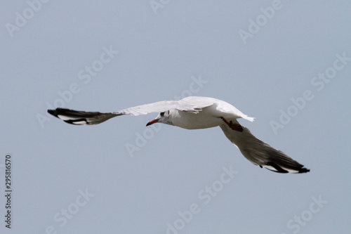 Mouette en vol