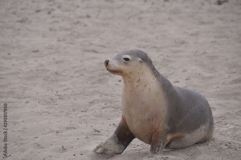 Fototapeta premium travel in Australia