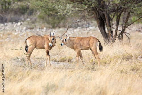 Two young oryx antelopes standing in the grass  Etosha  Namibia  Africa