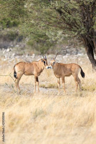 Two young oryx antelopes standing in the grass  Etosha  Namibia  Africa