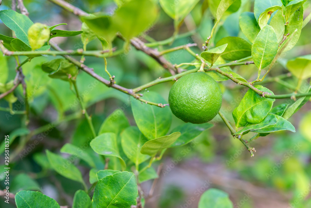 Lime Lime