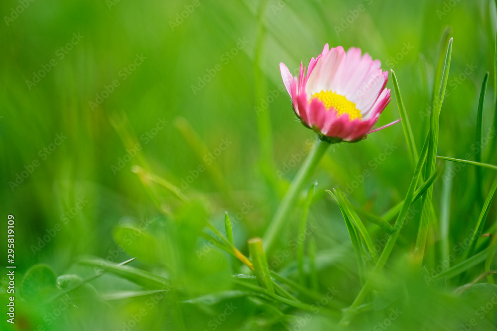 Fototapeta premium Gänseblümchen