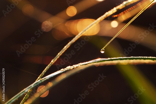 Herbes