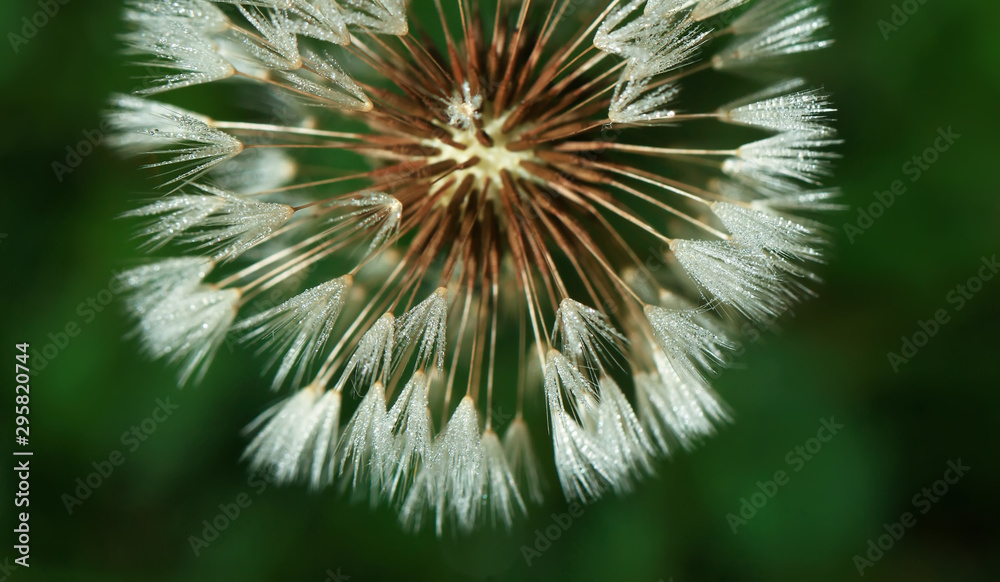 Art photo of dandelion seeds close up on natural blurred background.Drops of morning dew on dandelion seeds. Art photo of dandelion seeds close up on natural blurred background.Drops of morning dew on dandelion seeds.