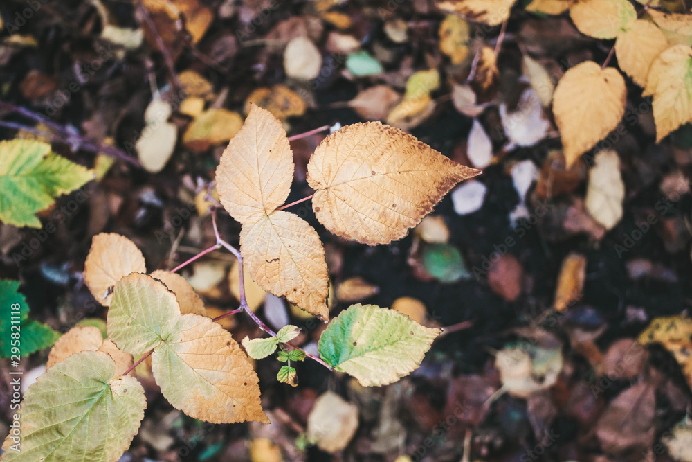 autumn leaves on a background autumn leaves on a background